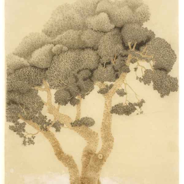 Pistachier lentisque