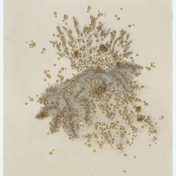 Jardins consumés 24.VIII.2019